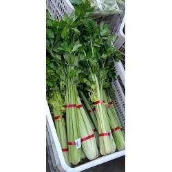 蔬菜捆扎機(jī)，小型扎把機(jī)，蒜苔捆扎，蒜苔束帶，昆勁小型捆扎機(jī)